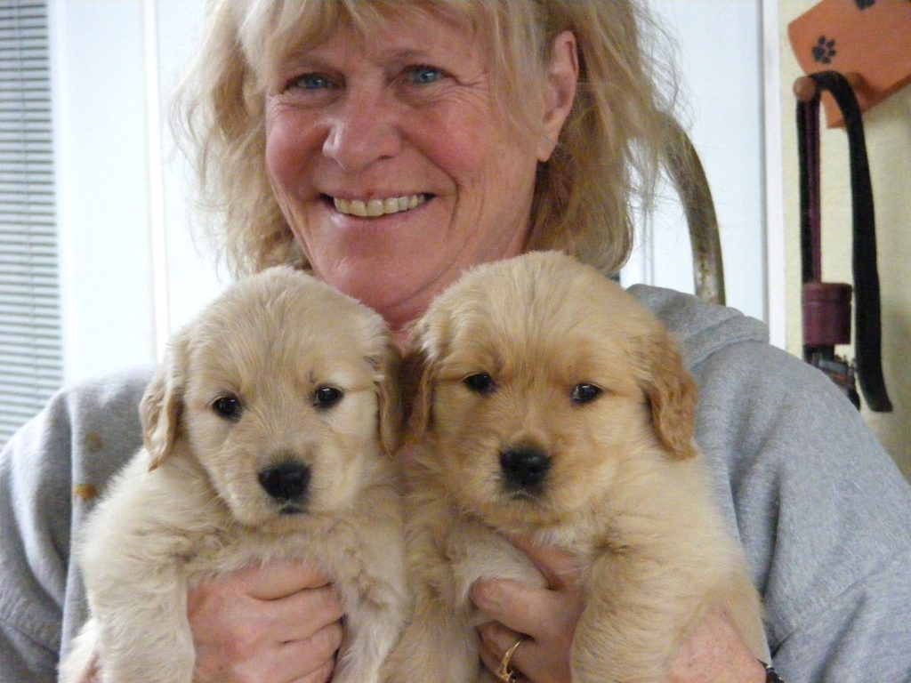 Gracious Golden Retriever Puppies
