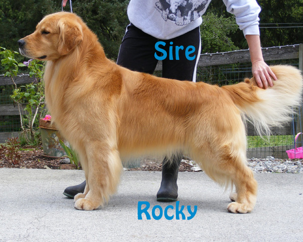 Superior Golden Retriever Stud Dogs Equal Superior Golden Retriever Puppies
